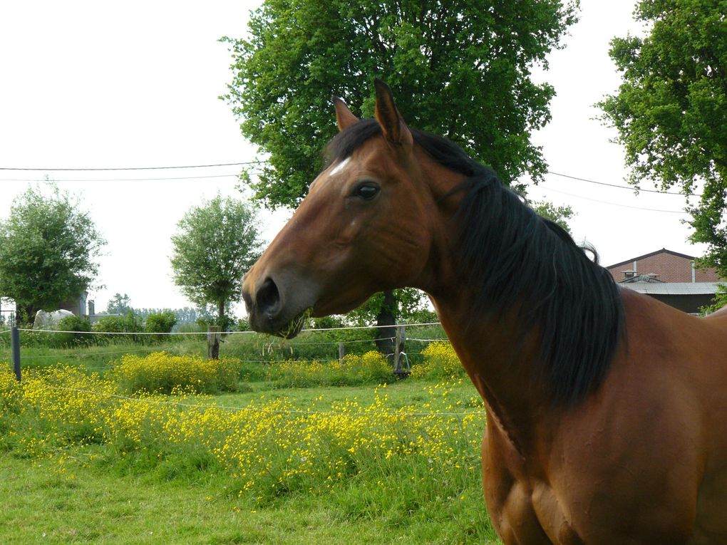 Nos chevaux : Whistle et Shaggy Quarter Horses et Baelo II Pure Race Espagnole