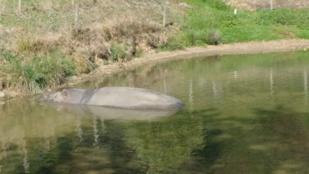 Visite du parc animalier d'Auvergne