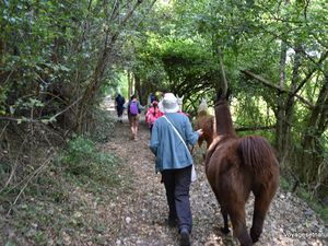 Randonnée avec des lamas