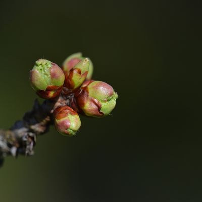 La devinette pascale ...
