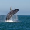 Une nouvelle technologie d’observation des baleines permet d'espérer pour la survie des baleines franche du Pacifique