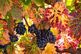 #Cabernet Franc Producers Washington Vineyards page 6