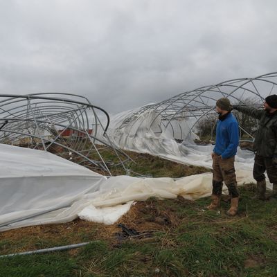 Après la tempête, les serres de la ferme maraîchère Dieudonné sont à terre