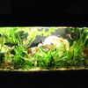 Mes aquariums