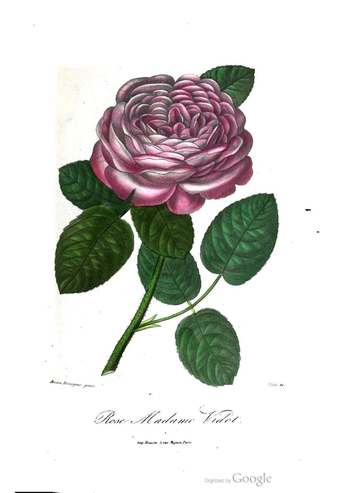 Madame Vidot roses et rosiers Donnaud 1884