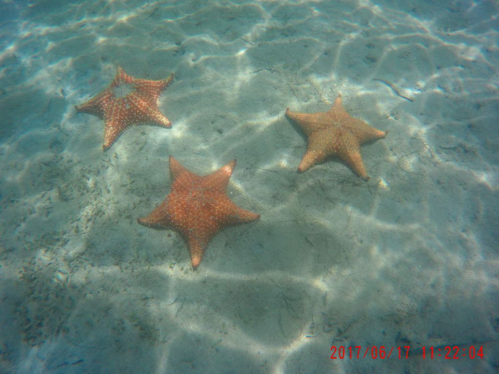 Bocas del Toro