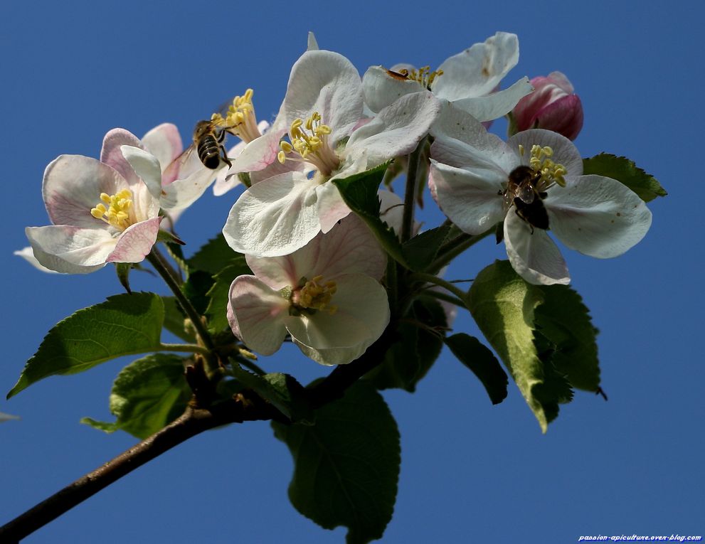 Pommier-en-fleurs-et-abeilles