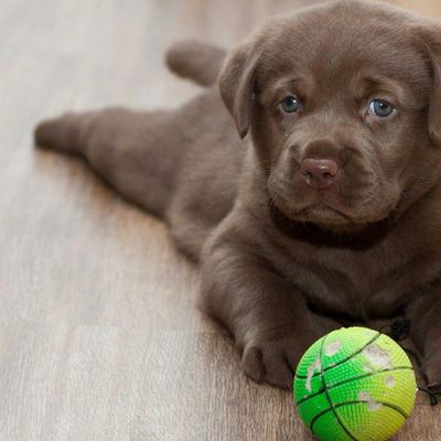 Animaux - Chiot - Labrador - Bébé - Retriever - Photographie - Wallpaper - Free