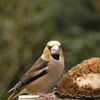 Grosbec Casse-noyaux (Coccothraustes coccothraustes) & mangeoire