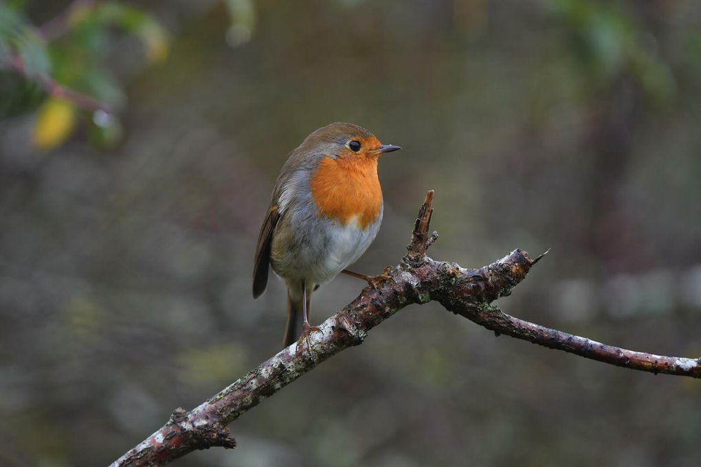 Le rougegorge est un oiseau peu sociable et pas du tout grégaire. On ne le voit jamais en groupe, même dans les endroits à forte densité. Il migre en solitaire et de nuit. Les jours de grande migration, on peut voir au matin de nombreux rougegorges fraîchement arrivés.