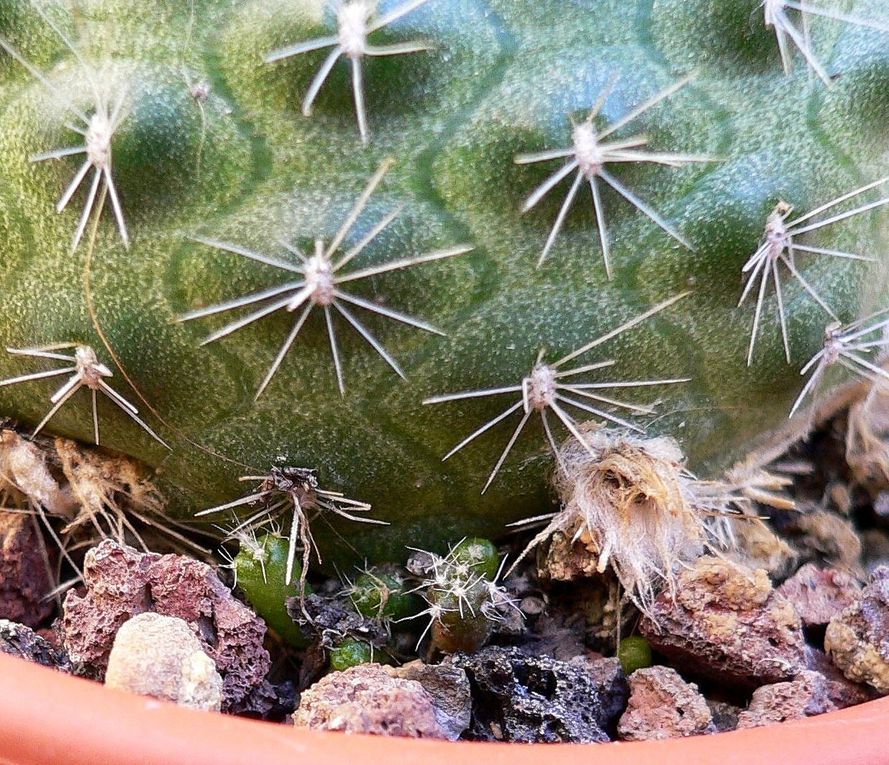 Semis de cactées et autres plantes succulentes. Semis volontaires ou spontanés.