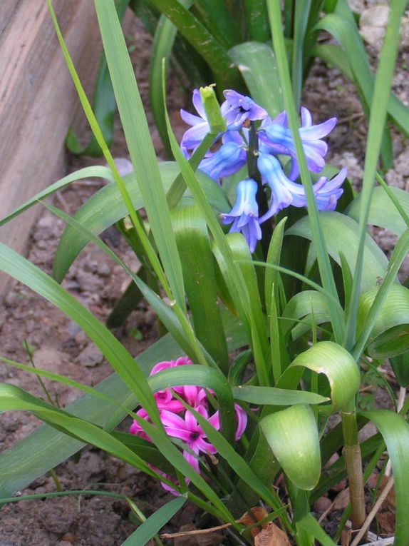 Le printemps est déjà dans mon jardin...