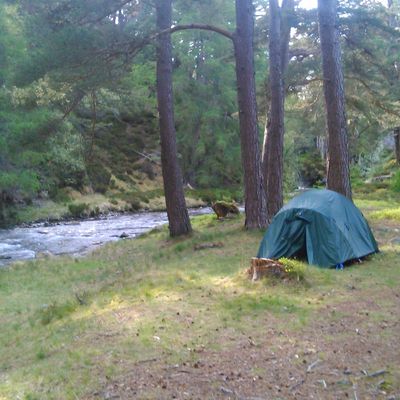 Retour à l'état sauvage