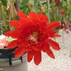 Epiphyllum Eli Obediah