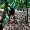 Ivory Coast to eliminate illegal cocoa output to control supply