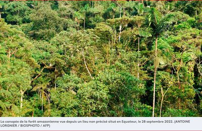 Amazonie : ce que l'on sait de la découverte de cités datant de 2 500 ans, qui efface le mythe d'une forêt vierge 