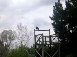 le spectacle des oiseaux