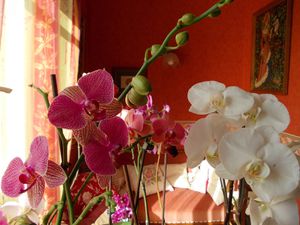 Mes orchidées en ce moment, je sais,  je vais faire rager certaines ! (sourire)