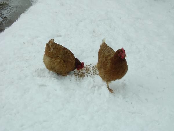 Découvrez notre maison sous 20 cm de neige !