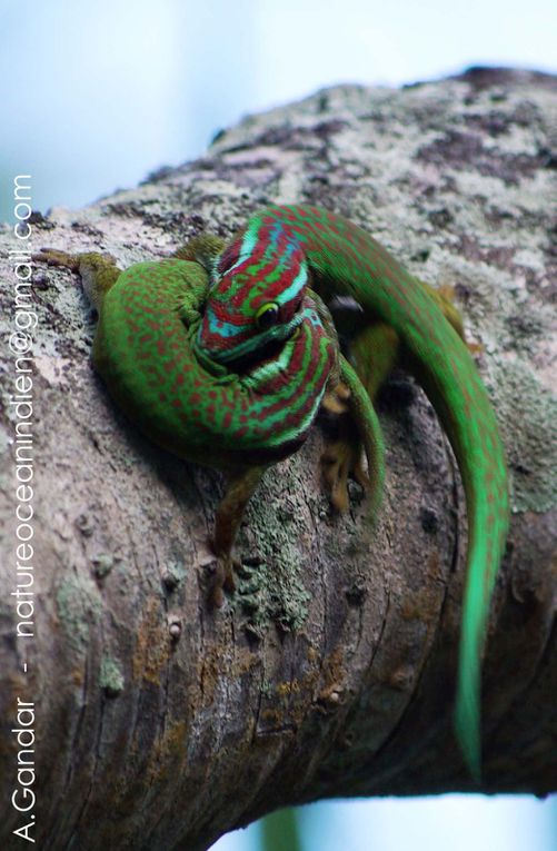 Photos du Gecko vert de Manapany, Phelsuma inexpectata, reptile endémique de La Réunion