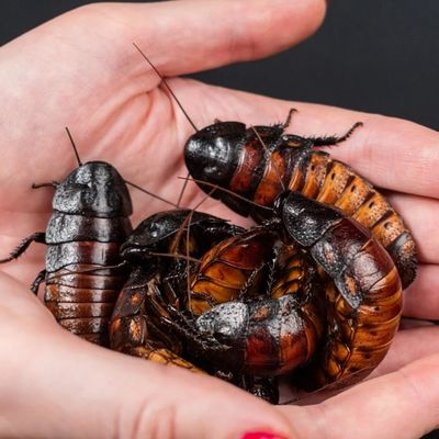 L’ #UE autorise 4 % de poudre de larves dans la nourriture comme les huiles de vidange dans la mayo !