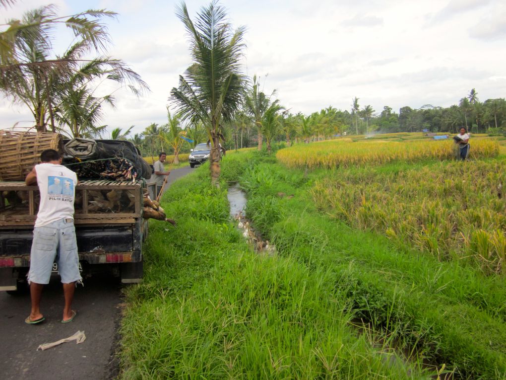 Album - Ubud