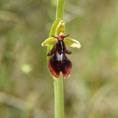 Orchis insectifera de Malras petit village de l'Aude