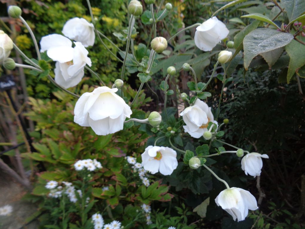 Mon jardin Le Clos fleuri en octobre à Chabeuil dans la Drôme  2023 ...