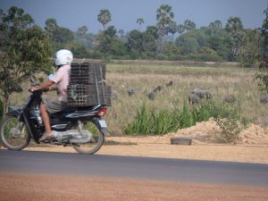 le temps d une pause pipi en bord de route