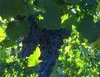 #Rose Wines Producers North East Victoria Vineyards Australia