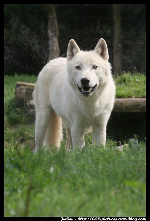 Photos du parc zoologique d'Amnéville prises durant l'année 2009.