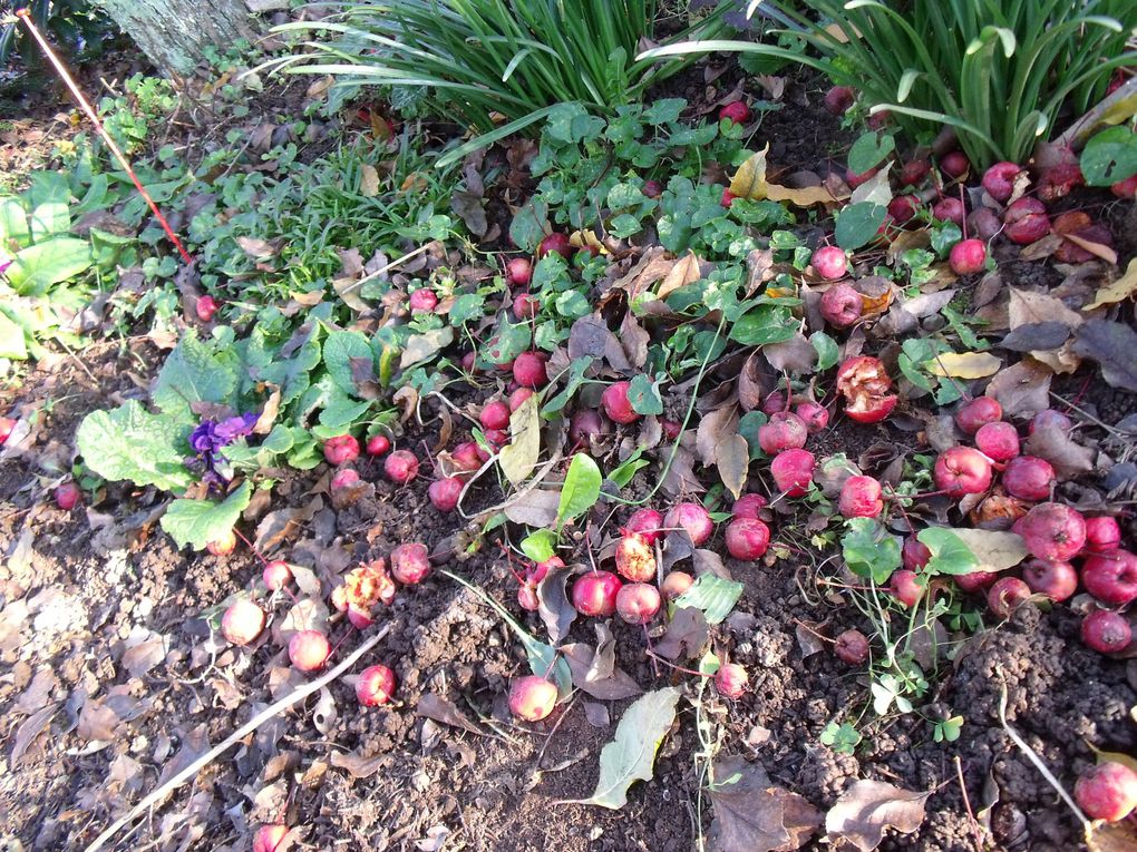 fleurs des villes et fleurs des champs