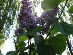 Syringa vulgaris