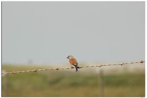 Sortie marais 15 mai 2015