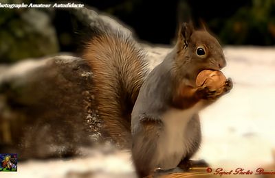TOUT LES ECUREUILS DE RETOUR AU JARDIN 