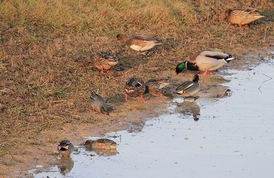 Les oiseaux du Der - Oie cendrée, Sarcelle d'hiver et Colvert