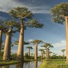 L’Allée des Baobabs à Morondava