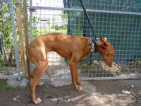 Alma Levrier  Podenca traumatisée à adopter