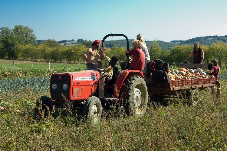 La récolte des courges