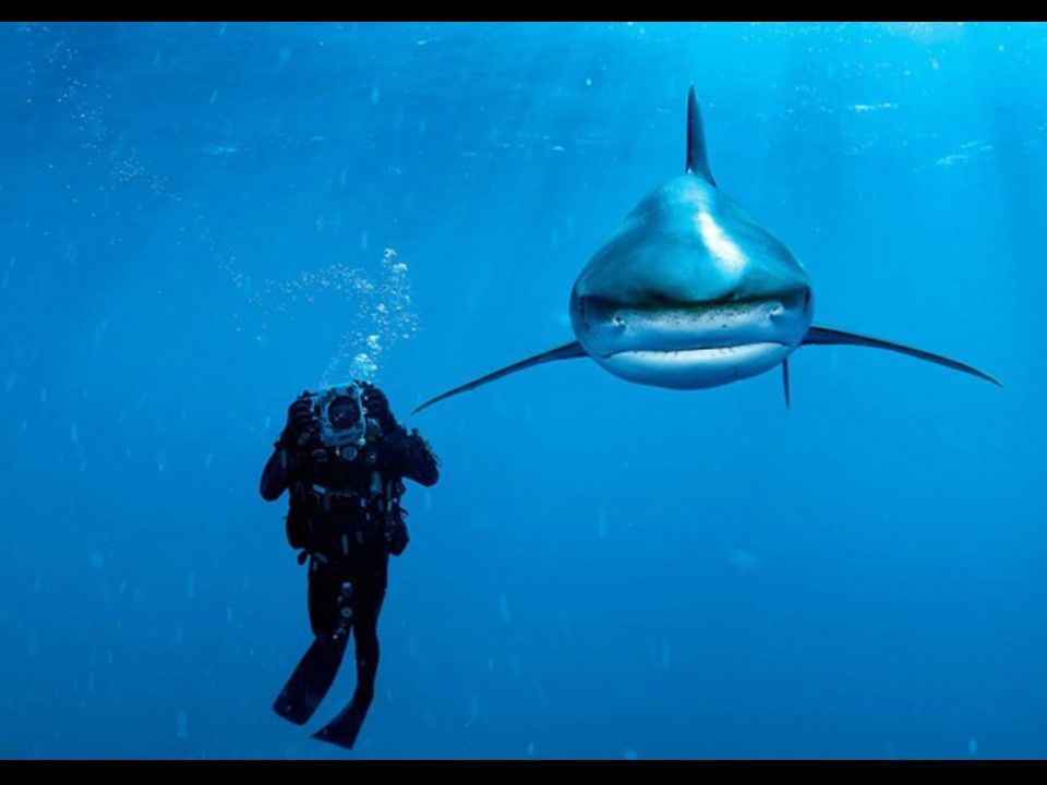 Divers - Il fallait l'attraper