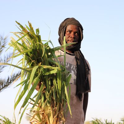 Soudure 2022 : Comment les coopératives glissent du maraîchage vers la culture fourragère