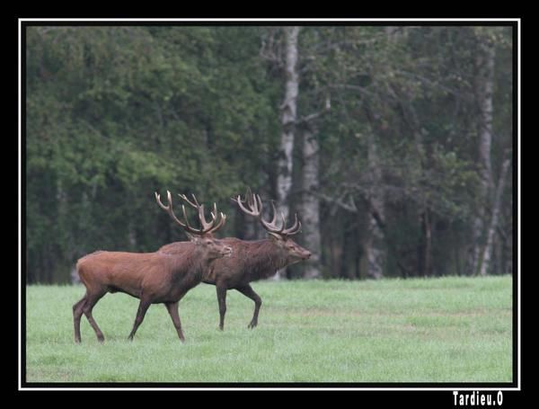 Album - brame-a-chambord-2006