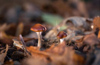 Mental Health Effects of Magic Mushrooms