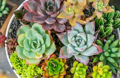 Une technique transforme génétiquement des plantes succulentes sans culture de tissus