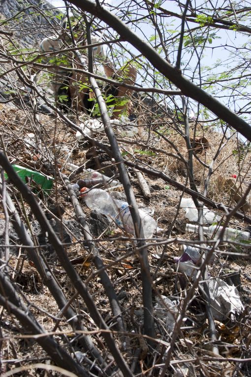 Méthode de suivi environnemental au Cap la Houssaye (Réunion) permettant d’évaluer l’état de santé d’un récif et de détecter des changements
écologiques liés à des perturbations naturelles ou humaines.