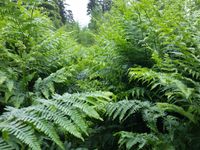 En montant vers la maison forestière Ochsenlaeger, nous avons traversé un champ de fougères plus hautes que nous à tel point que nous ne voyions plus le sentier. Mat s'est dirigé direct dans une fourmilière : aïe ça pique !