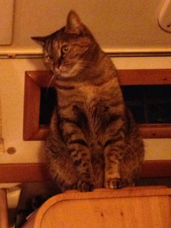 Zouzouille, notre petite chatte qui a toujours vécu sur le bateau !