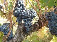 #Carignan Producers Central Valley California Vineyards 