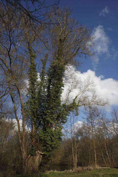 cane colvert (vallée de l'hallue)