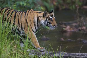 Le nombre de tigres en liberté augmente pour la première fois depuis un siècle